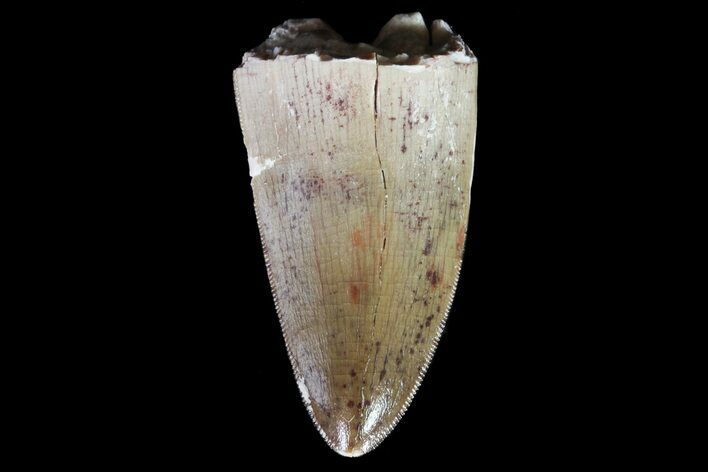 Phytosaur (Machaeroprosopus) Tooth - Arizona #66408